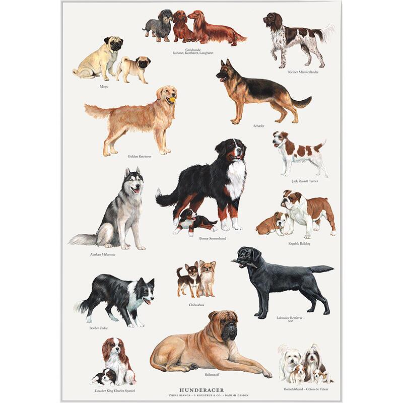 DOG BREEDS - A2 Poster