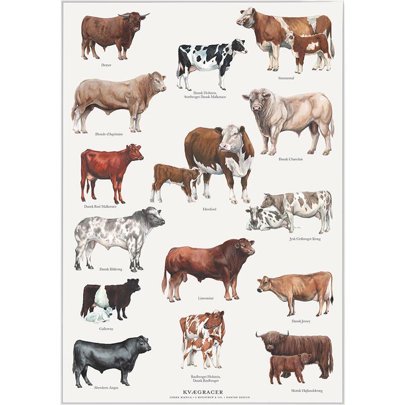 A4 PRINT - Cattle Breeds