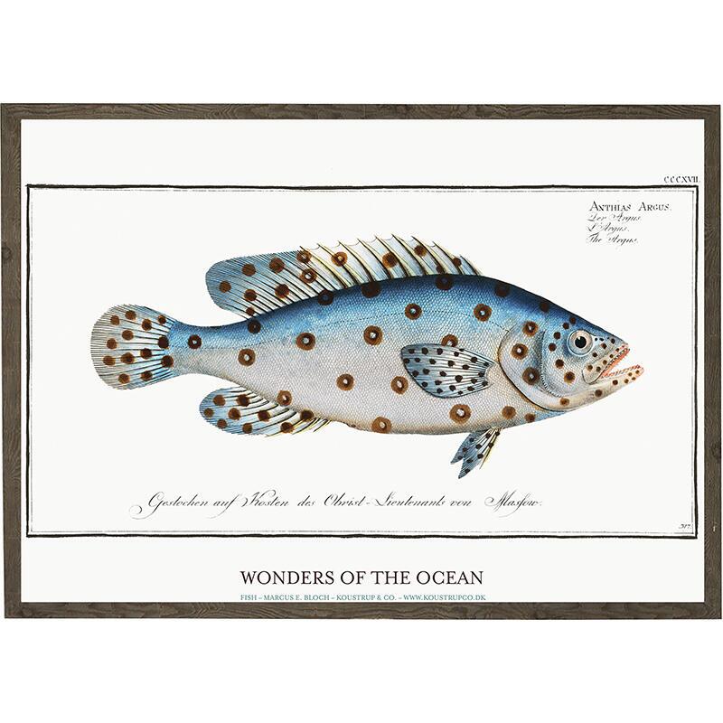 Anthias Argus - ART PRINT - CHOOSE SIZE