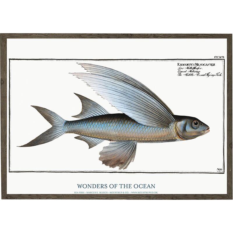 Exocoetus mesogaster - ART PRINT - CHOOSE SIZE