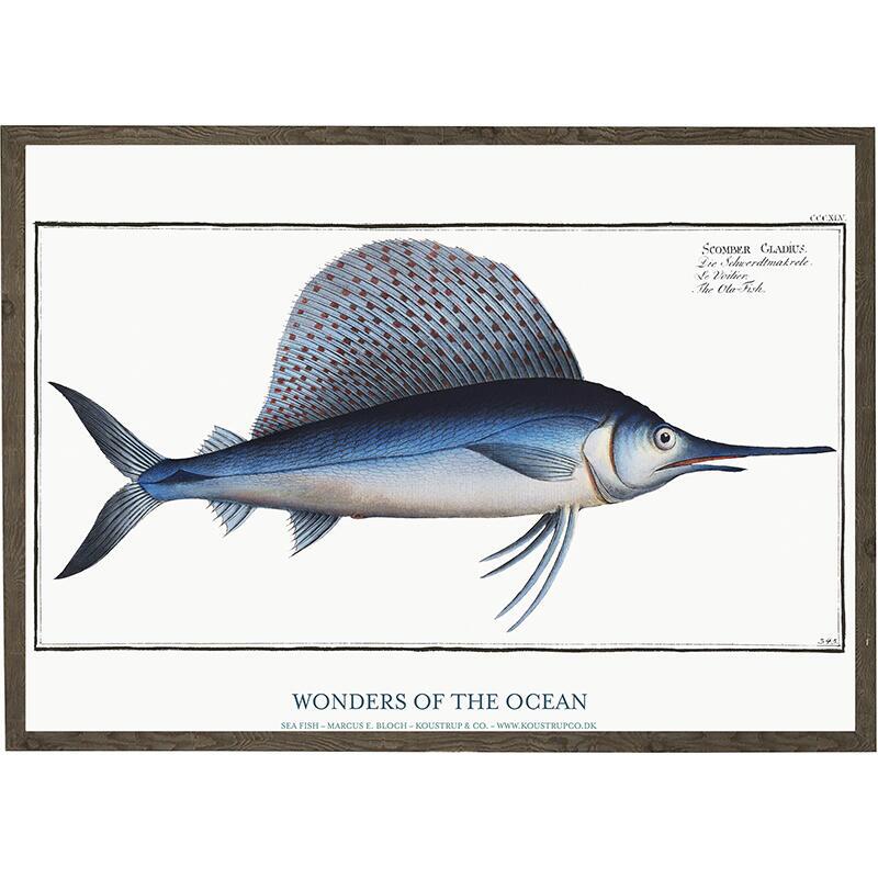 Scomber gladius - ART PRINT - CHOOSE SIZE