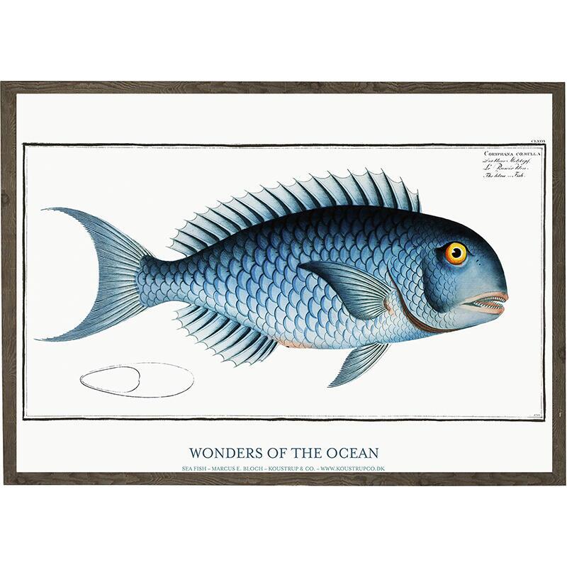 Coryphaena caerulea - Art Print - Choose Size