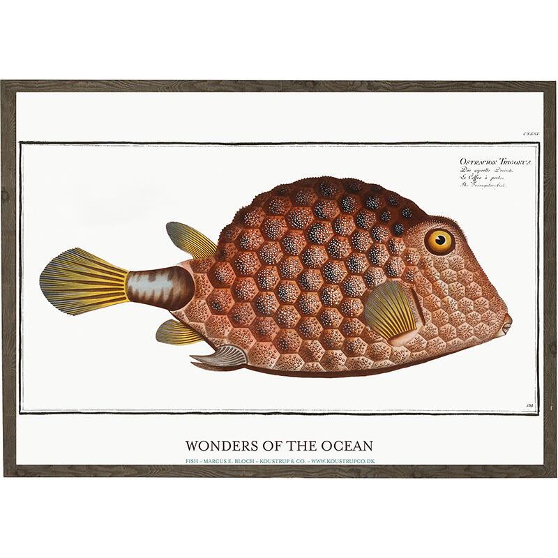 Ostracion trigonus - ART PRINT - CHOOSE SIZE