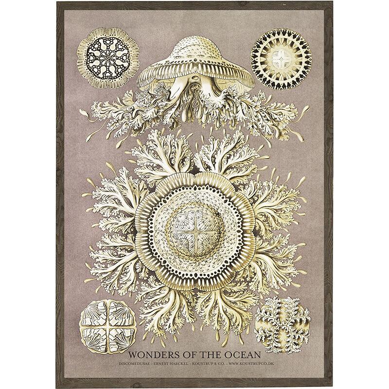 Discomedusae - ART PRINT - CHOOSE SIZE