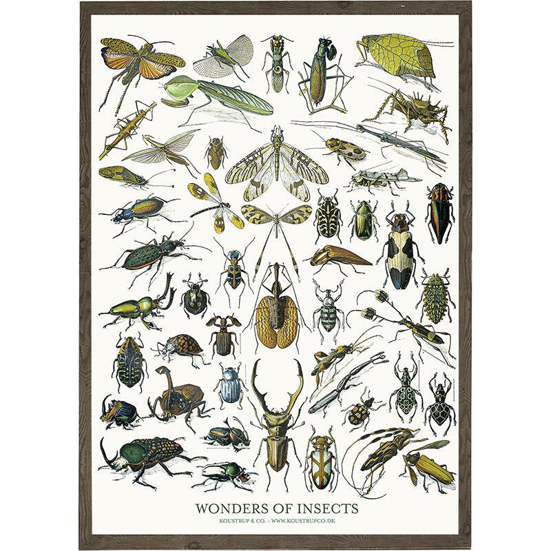 Insects - ART PRINT - CHOOSE SIZE