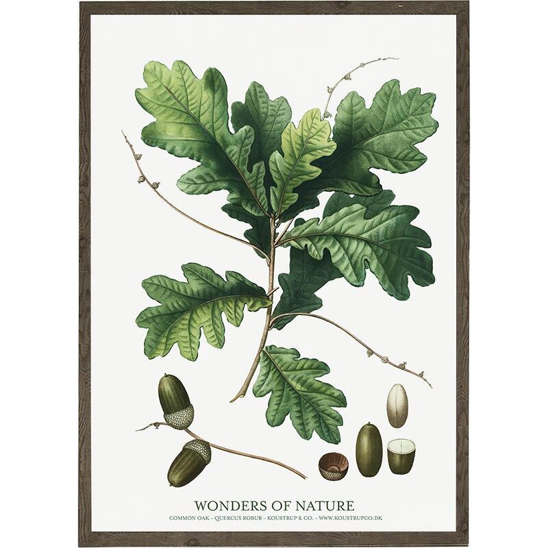 Common oak - ART PRINT - CHOOSE SIZE