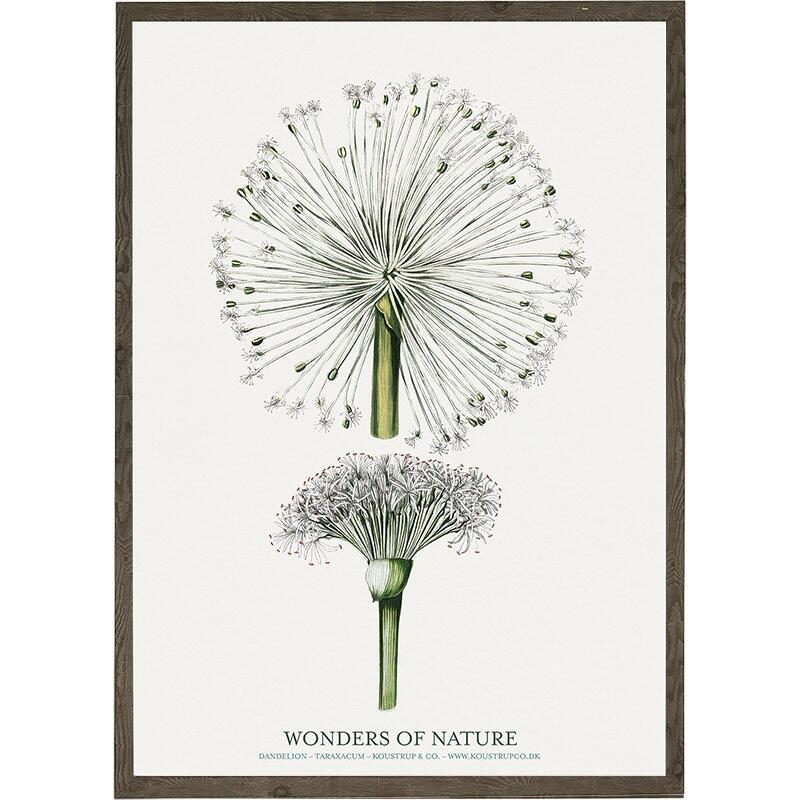 Dandelion - ART PRINT - CHOOSE SIZE