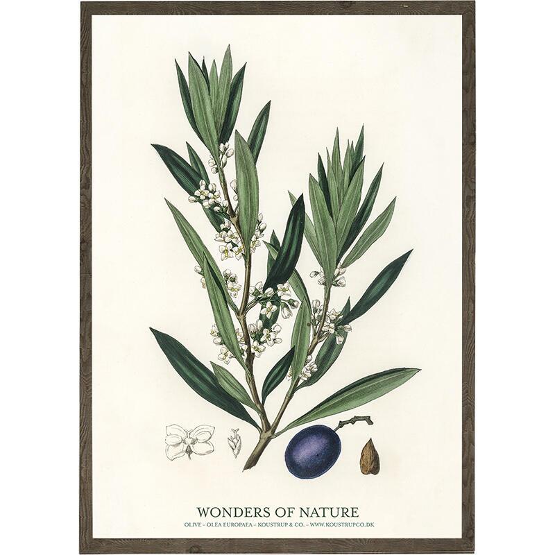 Olive - ART PRINT - CHOOSE SIZE