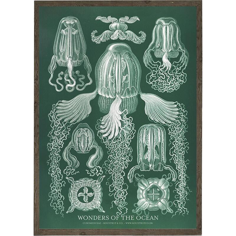 Cubomedusae - Art Print - Choose Size