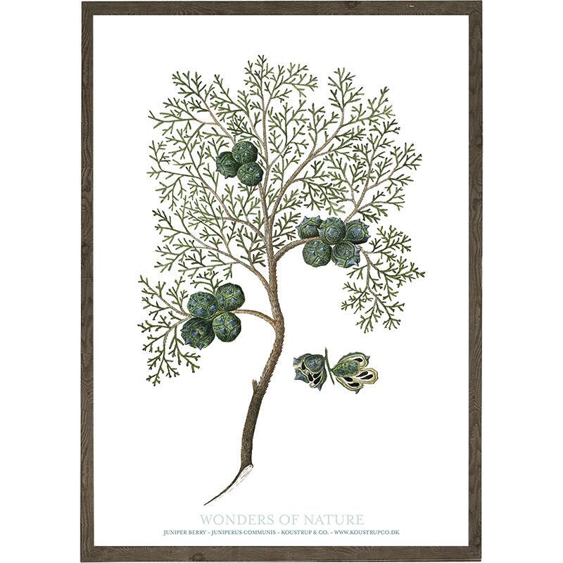 Junipeer berry - ART PRINT - CHOOSE SIZE