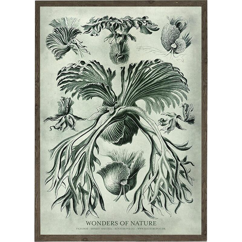 Filicinae - Art Print - Choose Size