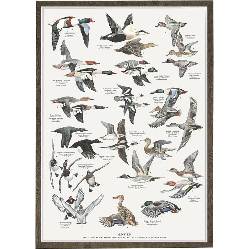 DUCKS - A2 Poster