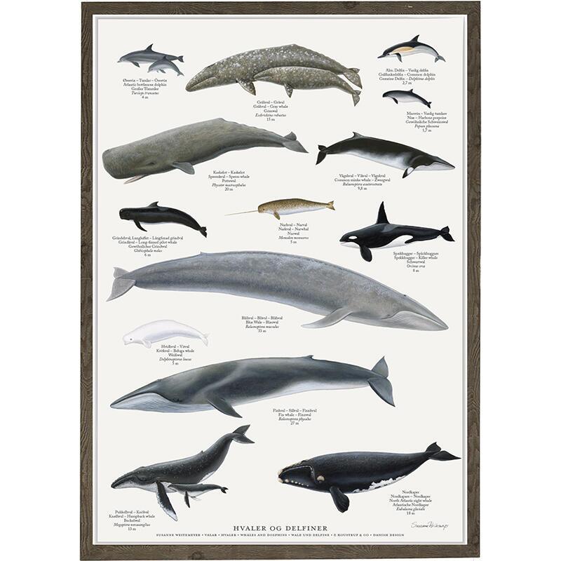 Whales - Poster A2