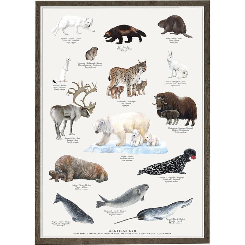 Arctic Animals - Poster A2