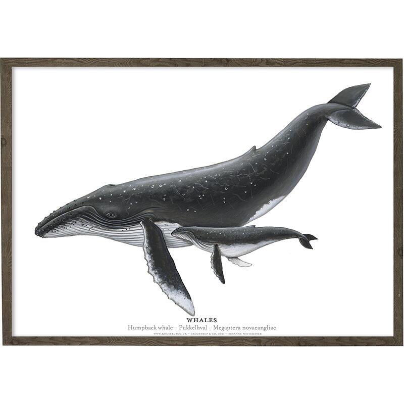 Humpback Whale - ART PRINT - CHOOSE SIZE