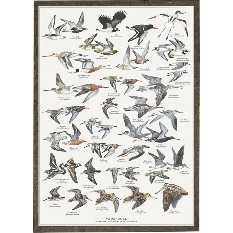 Wading Birds - A2 Poster