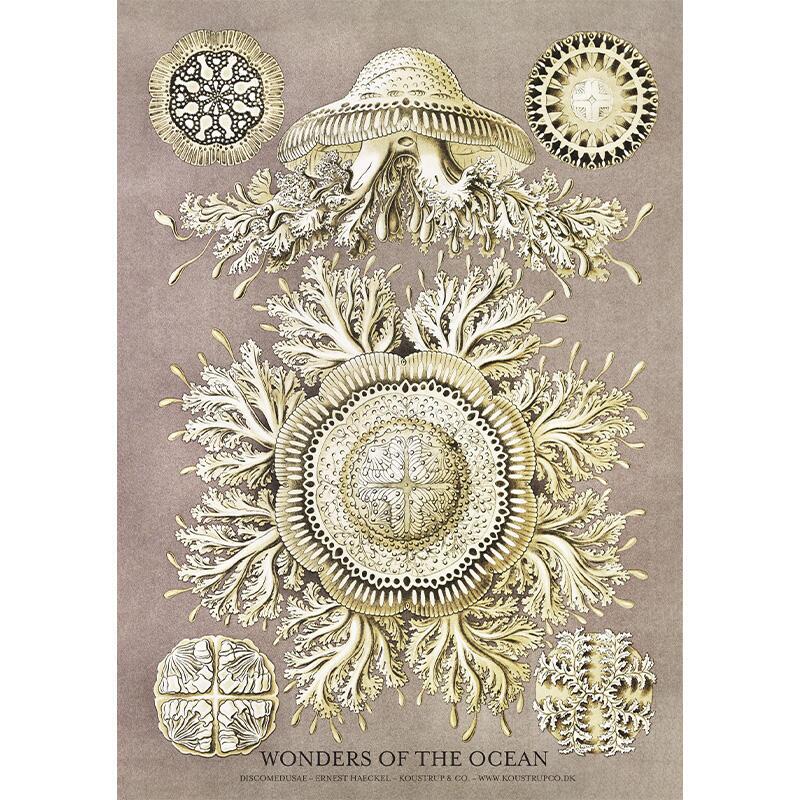 Discomedusae - A5 single card