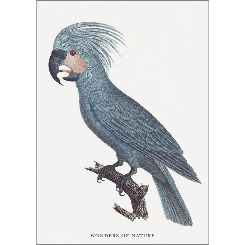 Parrot - A5 single card