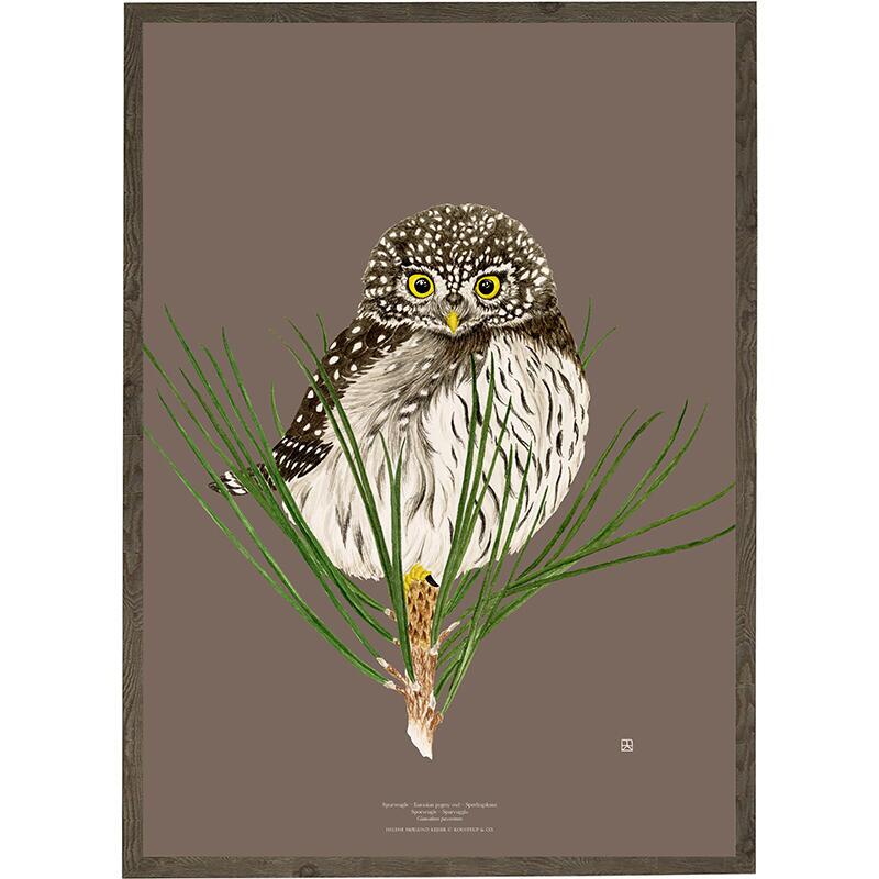 Pygmy Owl - ART PRINT - CHOOSE SIZE