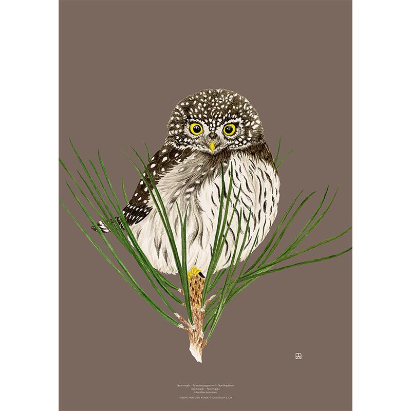 Pygmy Owl - ART PRINT - CHOOSE SIZE