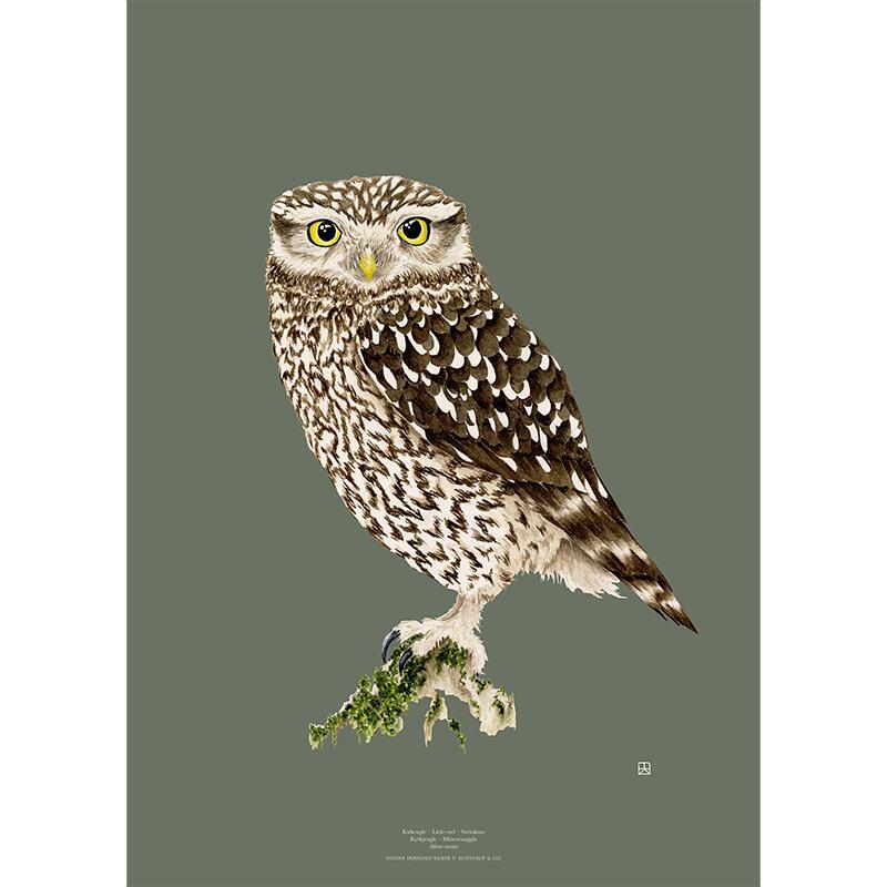 Church Owl - ART PRINT - CHOOSE SIZE