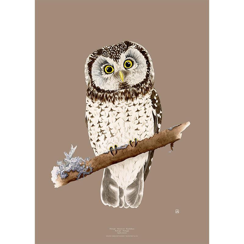 Pearl Owl - ART PRINT - CHOOSE SIZE