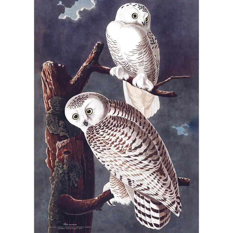 Snowy Owls