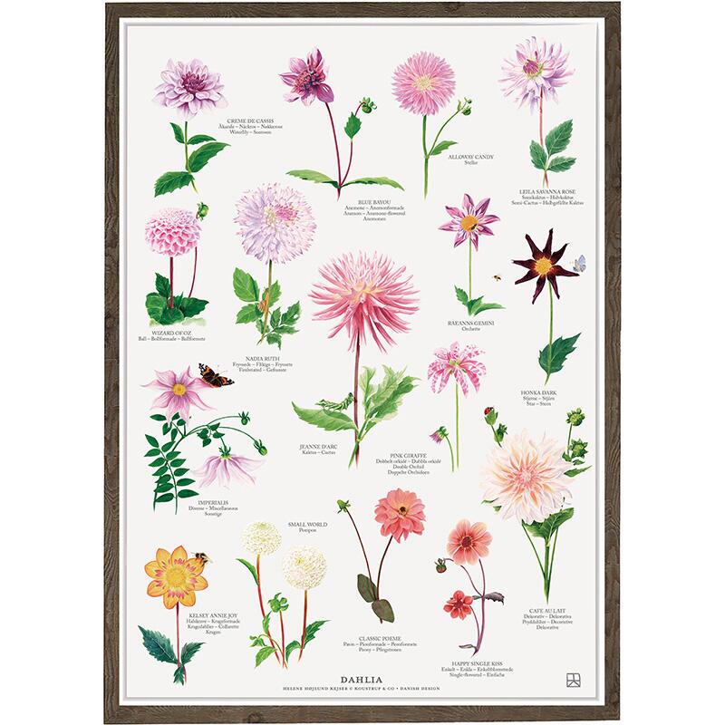 A4 Print - Dahlia