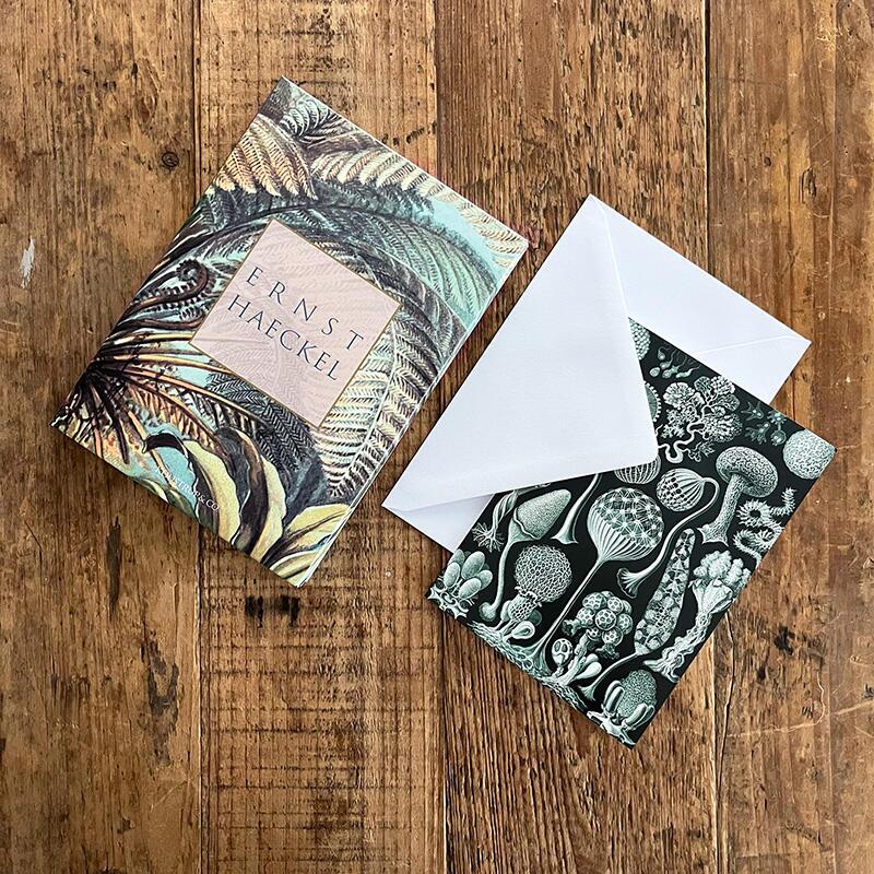 ERNST HAECKEL - 8 cards