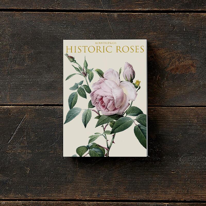 HISTORIC ROSES - 8 cards