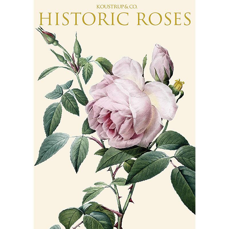 HISTORIC ROSES - 8 cards