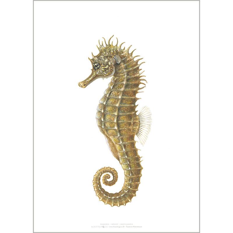 Seahorse - ART PRINT - CHOOSE SIZE