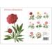 PEONIES - 8 cards (German)