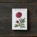 PEONIES - 8 cards (German)