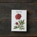 Peonies – 8 cards