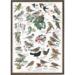 GARDEN BIRDS - Poster A2
