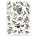 GARDEN BIRDS - Poster A2