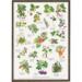 EDIBLE WILD FRUITS - Poster A2