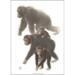 ART PRINT A3 - ZOO Chimpanzee