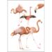 ART PRINT A3 - ZOO Flamingo