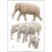 ART PRINT A3 - ZOO Elephant