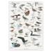 COASTAL BIRDS - A2 Poster