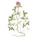 Red clover