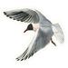 Black-headed gull