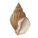 Conch