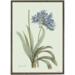 Agapanthus