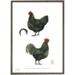 Australorps - Chicken - Art Print - Choose Size