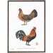 Danish Farm Hens - HENS - ART PRINT - CHOOSE SIZE