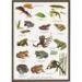 Frogs, toads and salamanders, tadpole, poster with frogs