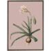 Amaryllis Broussonnetii pink - ART PRINT - CHOOSE SIZE